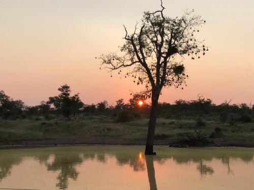 a tree in the water with the sunset in the background at Lamai Safari Lodge in Balule Game Reserve
