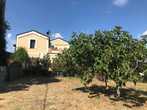 an apple tree in front of a house at Casale Vincenzo Country House in Collecorvino