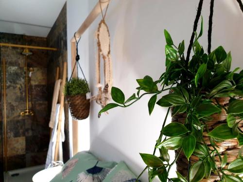 São Miguel de AchaにあるCASAS BEM HAJA Praça e Oliveiraの壁にたくさんの植物が飾られた部屋