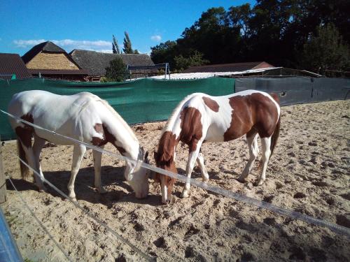 two horses are standing next to a fence at Ubytovanie na dedine in Veľká Chocholná