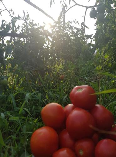 Φωτογραφία από το άλμπουμ του Appartamenti Camere Masi Brenta σε Rovereto