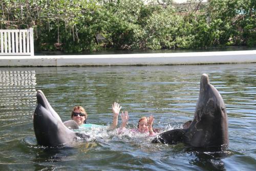 two people in the water with dolphins in the water at Bayside Inn Key Largo in Key Largo