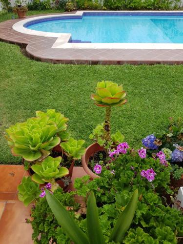 a group of plants in a garden next to a swimming pool at Perla Maya Hotel in Panajachel