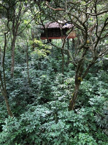 a forest filled with lots of green bushes and trees at Pepper Trail in Sultan Bathery