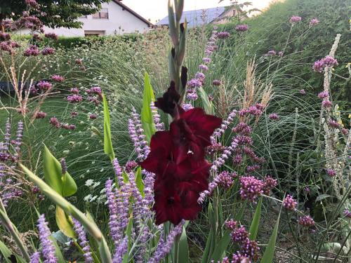 a red flower in a field of purple flowers at 110qm Countryside Loft in Neufahrn in Niederbayern