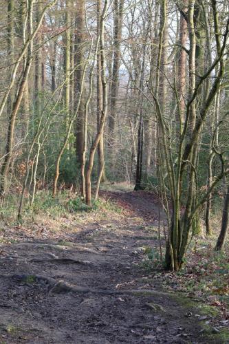 a dirt trail in a wooded area with trees at Pension Brunnenhof in Roetgen