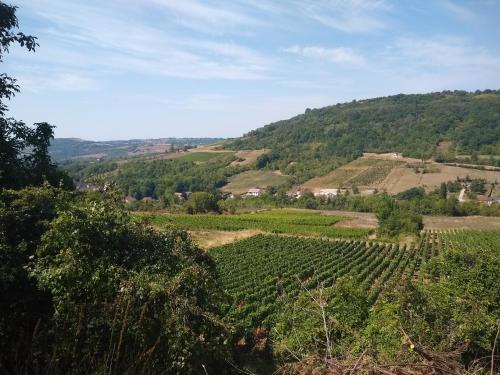 a view of a vineyard in the hills at LE GRAND CARNOT in Nolay