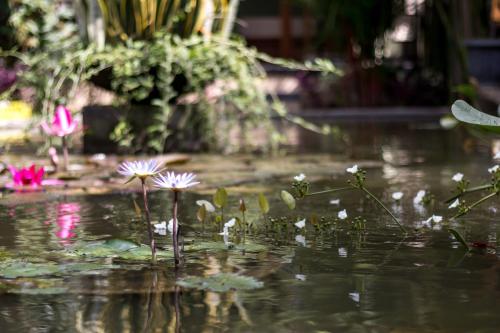 hidden padma retreat ubud