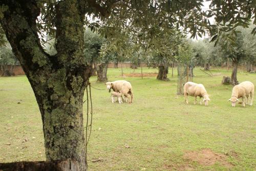 a group of sheep grazing in a field next to a tree at ADOBE TYPICAL COTTAGE in AlpalhÃ£o