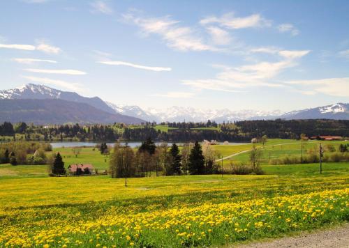 ein Feld gelber Blumen mit Bergen im Hintergrund in der Unterkunft Ferienwohnung Heimatliebe in Waltenhofen