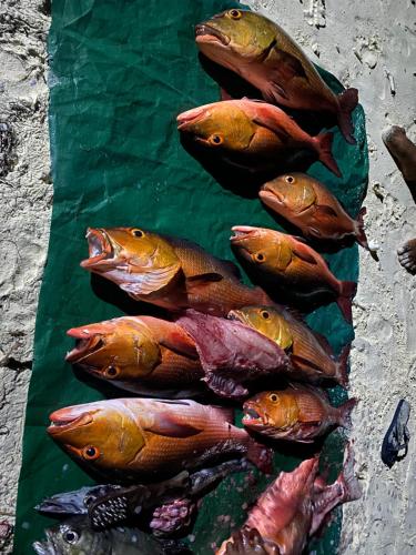 a group of fish sitting on top of a table at Mandhoo Inn in Mandhoo
