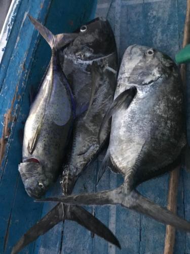 two dead fish sitting on a blue table at Mandhoo Inn in Mandhoo