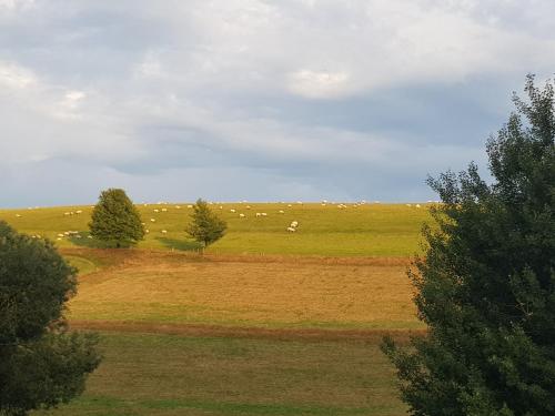 a field with a herd of sheep grazing on a hill at Gasthof & Pension Erlengrund in Gersfeld