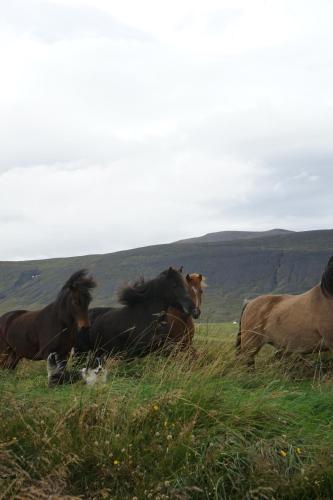 a group of horses laying in a grassy field at Armuli in Reynistaður