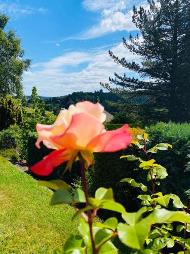 a pink rose in a garden with a tree in the background at L’hippocampe in Wangenbourg