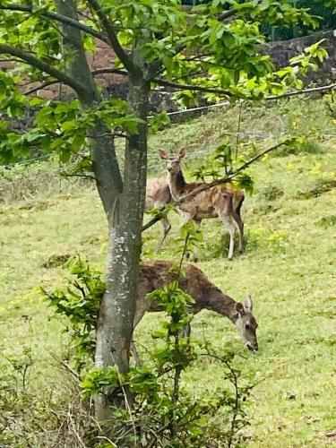 two deer standing in a field next to a tree at L’hippocampe in Wangenbourg
