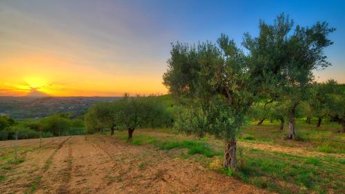 a tree in a field with the sunset in the background at la Casa del Vino - B&B in Tollo