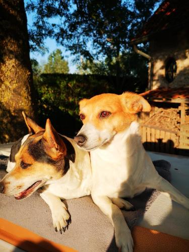 two dogs are sitting next to each other at Casa Leone near Bruges with jacuzzi & parking in Ruddervoorde