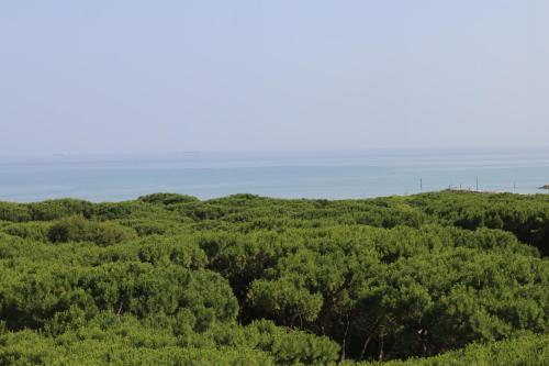 a view of a forest with the ocean in the background at Eraclea Palace Appartements in Eraclea Mare