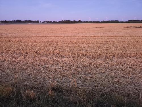 a large field of dry grass with the horizon at Apartment "Paris" in Korschenbroich