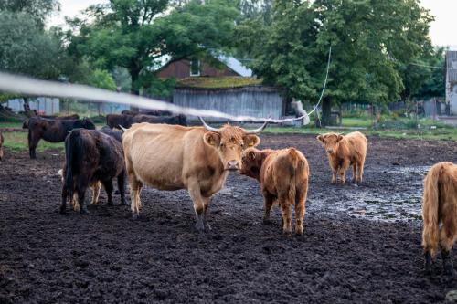 a group of cows standing in a muddy field at bizon in Sadowne