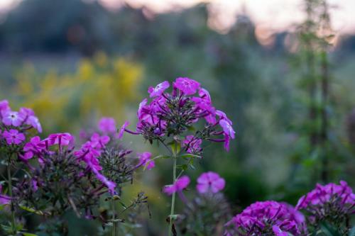 a group of purple flowers in a field at bizon in Sadowne