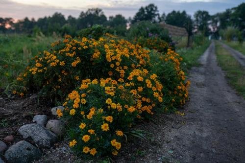 a bunch of yellow flowers on the side of a dirt road at bizon in Sadowne