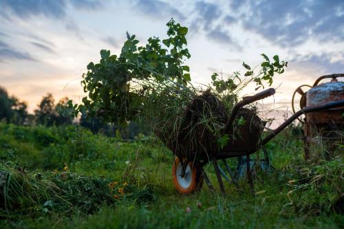 a wheelbarrow filled with plants sitting in a field at bizon in Sadowne