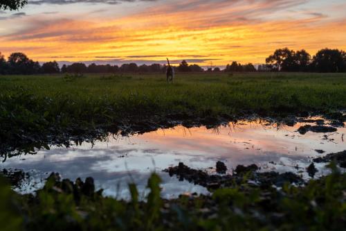 a person standing in a field at sunset at bizon in Sadowne