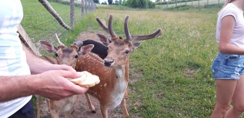 a man feeding two deer from a persons hand at Baba Jagna in Chocimów