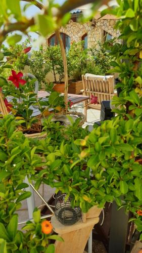 a table with lots of potted plants on it at Vela Club House in Cagliari