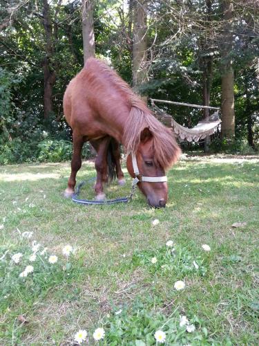 Animales en el bed and breakfast o alrededores