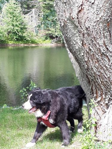 a black and white dog walking next to a tree at Escale du loup in Saint-Paulin