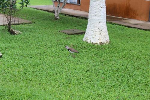 Taman di luar Associação Sabesp Bertioga - SP