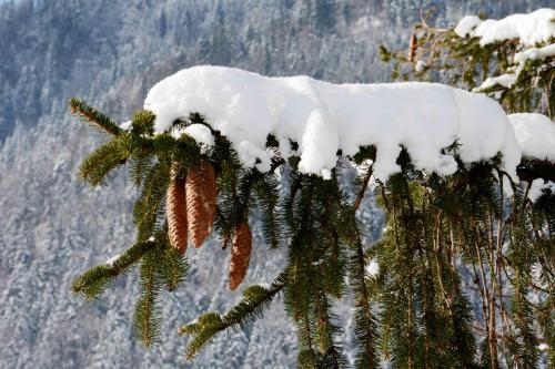 a snow covered tree branch with snow on it at Apartma LUPIS in Podvolovljek