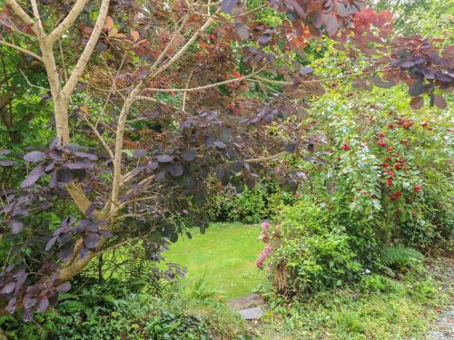 a garden with a tree and some bushes and grass at The Old Mill in Milford Haven