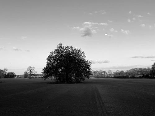 a tree in the middle of a large field at Wildes Inns in Chesterfield