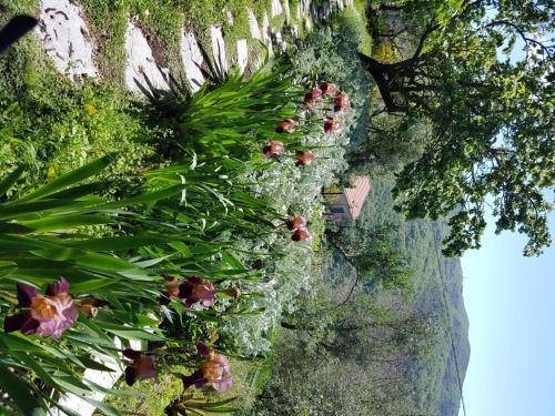 Pietrantica - Affittacamere con giardino NUOVA APERTURA a Trebiano -CITRにある庭
