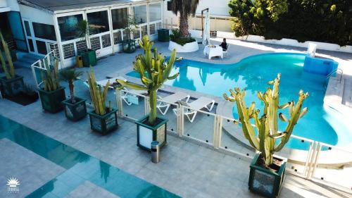 an overhead view of a swimming pool with cactus at Hotel Chagall in Copiapó