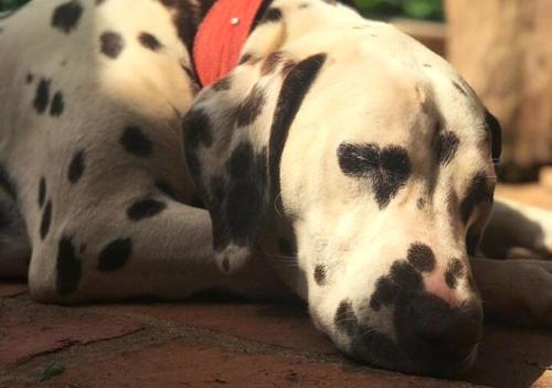 a dalmatian dog laying down on the ground at Finca La Vispera in Samaipata