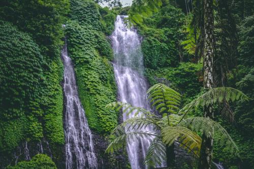 a waterfall in the middle of a lush green forest at Desa Eko in Munduk