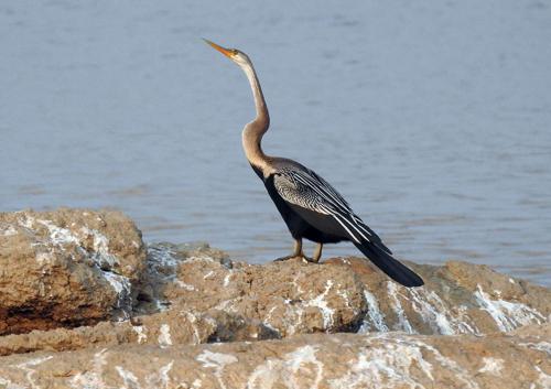 a bird standing on some rocks near the water at Thour Nature Resort - Jawai Leopard Safari Camp in Bera
