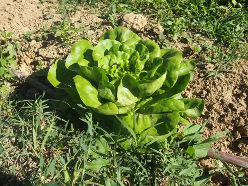 a green plant on the ground in the grass at Agriturismo Ardizio 43 in Pesaro