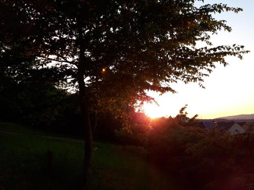a tree in a field with the sunset in the background at Bengel's Hotel zur Krone in Mülheim-Kärlich