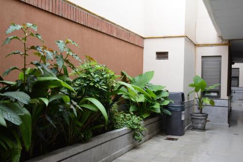 um jardim de plantas numa parede ao lado de um edifício em Hotel Santa Cruz em Buenos Aires