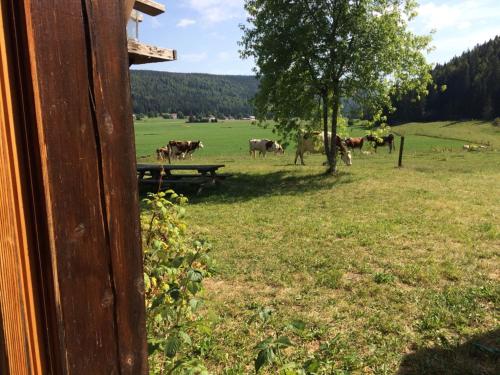 a herd of cows in a field with a picnic table at Maison de la Combe des Cives in Chapelle-des-Bois