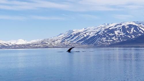 a whale swimming in the water with mountains in the background at Bakkakot 1 - Cozy Cabins in the Woods in Akureyri