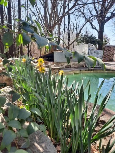 Zahrada ubytování Arcadia 4star Guesthouse Kroonstad