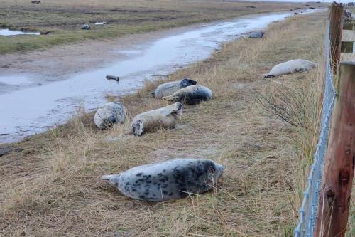 a group of sheep laying in the grass next to a fence at Mablethorpe Static Holiday Home in Mablethorpe