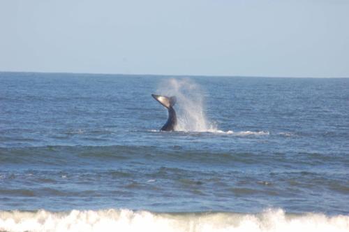 a dolphin in the ocean with its head in the water at Kaiha (Witsand, Western Cape) in Witsand